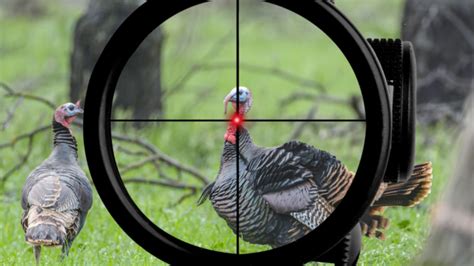 Mud Gun Turkey|How to Sight in a Red Dot Scope on a .